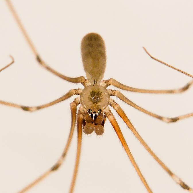 Große Zitterspinne