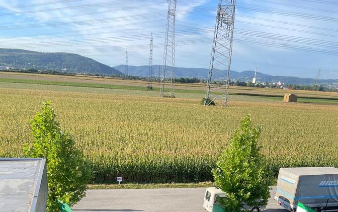 Das Maisfeld in Stetten, auf dem künftig ein Rechenzentrum stehen könnte