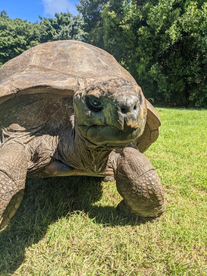 Schildkröte Jonathan, 194 Jahre alt