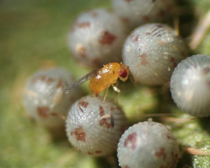 Schlupfwespe der Gattung Trichogramma