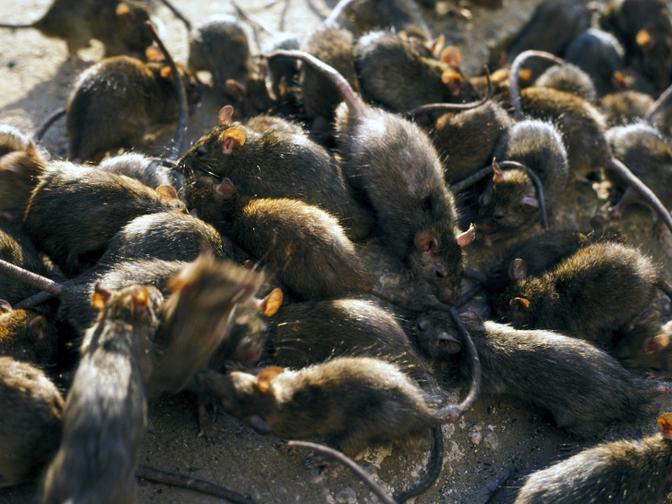 Ein Foto einer Ansammlung von Kanalratten.