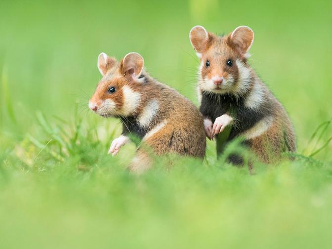Ein Foto von zwei europäischen Feldhamstern in einer Wiese.