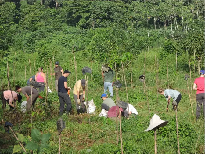 Menschen setzen junge Bäume im Regenwald