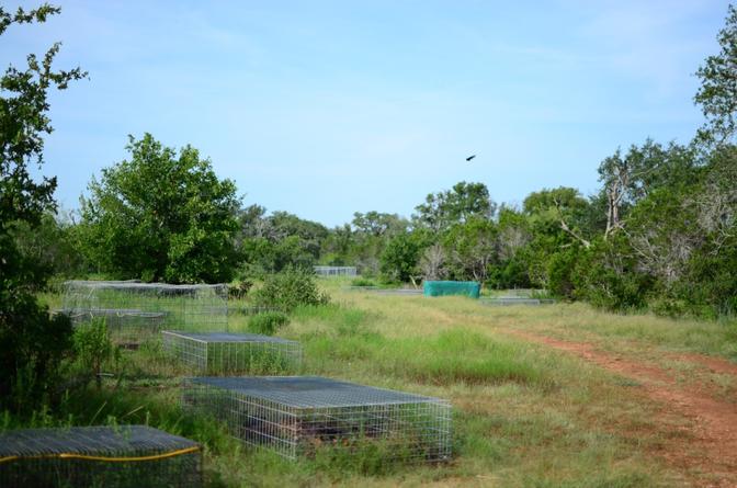Metallkäfige auf einer Bodyfarm, verstreut auf einer Wiese, umgeben von dichten grünen Bäumen unter einem strahlend blauen Himmel, in den Käfigen befinden sich menschliche Überreste, auf dem Bild aber nicht explizit erkennbar.