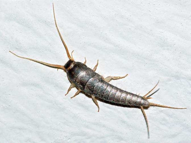 Silberfischchen Lepisma saccharina