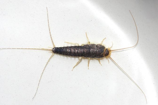 Papierfischchen