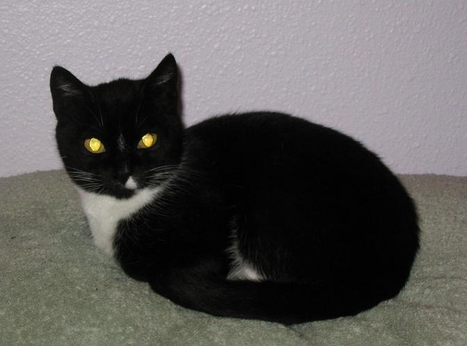 Leuchtende Katzenaugen
