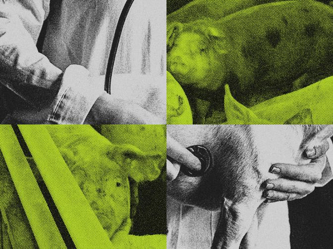 Vierteilige Collage: Ferkel beim Tierarzt, Stethoskop am Schwein, beide im Halbtonstil, in Schwarz-Weiß und Gelbtönen.