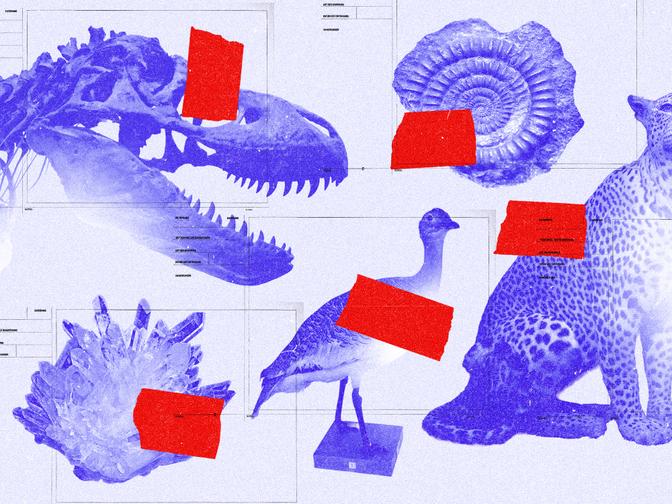 Collage mit Dinosaurierschädel, Leopard, Vogel und Kristallen, überlagert mit roten Rechtecken.