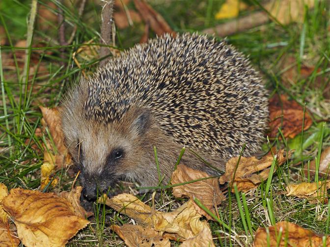 Braunbrustigel