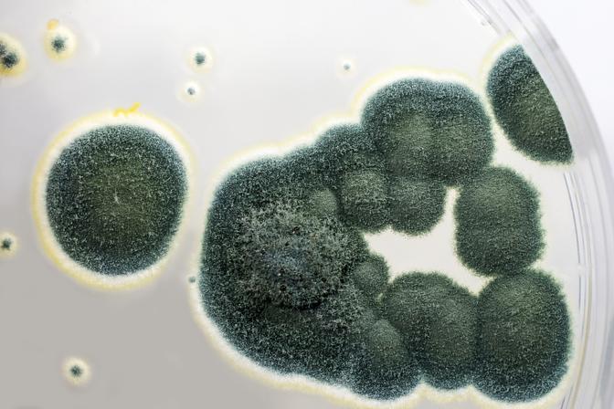 Kolonien von Penicillium-Pilzen, gezüchtet auf Sabouraud-Dextrose-Agar. Penicillium ist ein Schimmelpilz, der Lebensmittel verderben lässt, bei der Käseherstellung verwendet wird und das Antibiotikum Penicillin produziert.