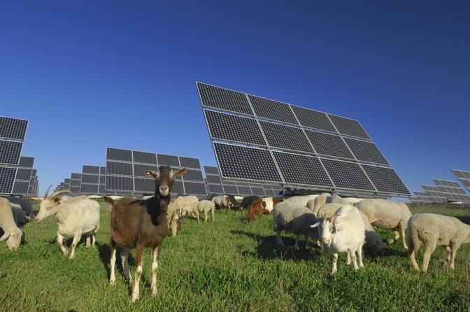 Eine Herde Ziegen und Schafe grast auf einer Wiese mit Solarpanelen