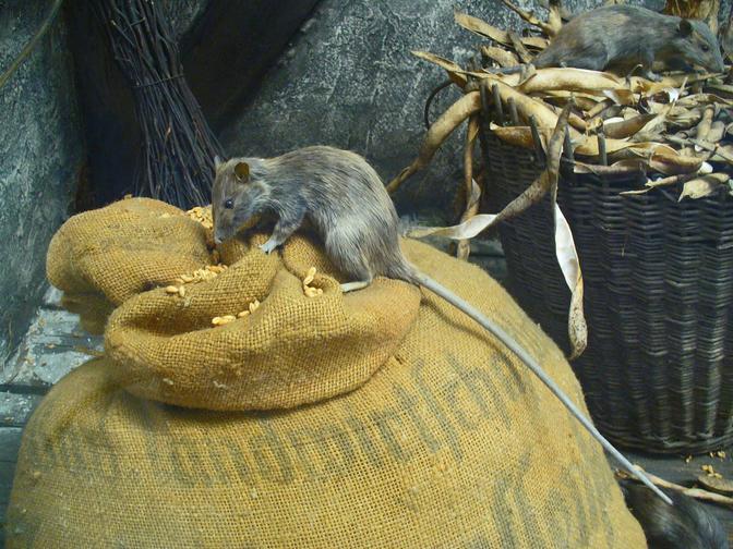Hausratte | Präparat im Naturkundemuseum Karlsruhe