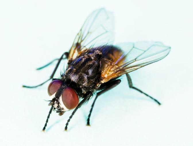 die Stubenfliege Musca domestica mit ihren Facettenaugen
