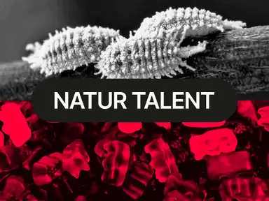 Oben Schildläuse auf einem Ast, unten rote Gummibärchen. Text: "NATUR TALENT" in der Mitte.