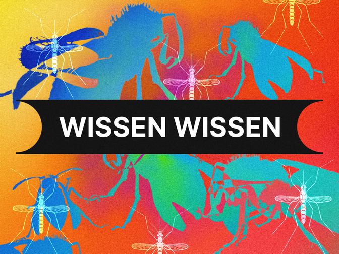 Bunte Silhouetten von Insekten vor einem Hintergrund mit dem Text "WISSEN WISSEN" in der Mitte.