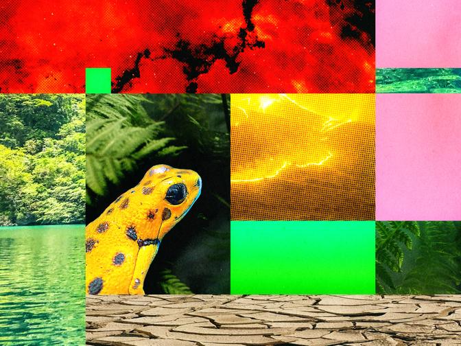 Bildcollage mit symbolischen Fotos, die zeigen wie der Regenwald ausstirbt