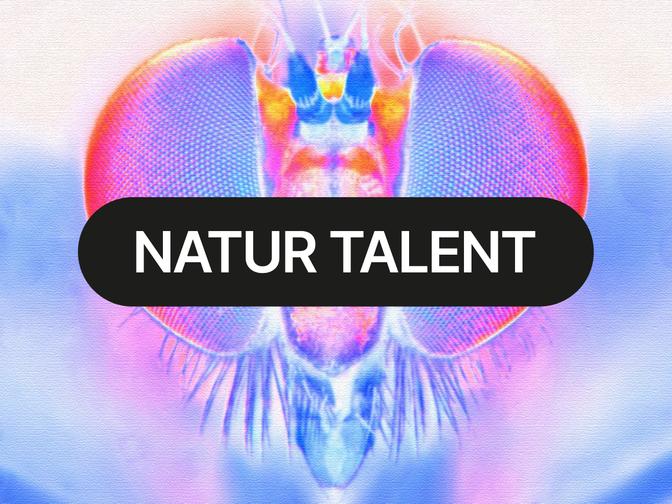 Makroaufnahme einer Fliege mit farbenfroh leuchtenden Augen. Der Text "NATUR TALENT" überlagert das Bild in Weiß auf schwarzem Hintergrund.