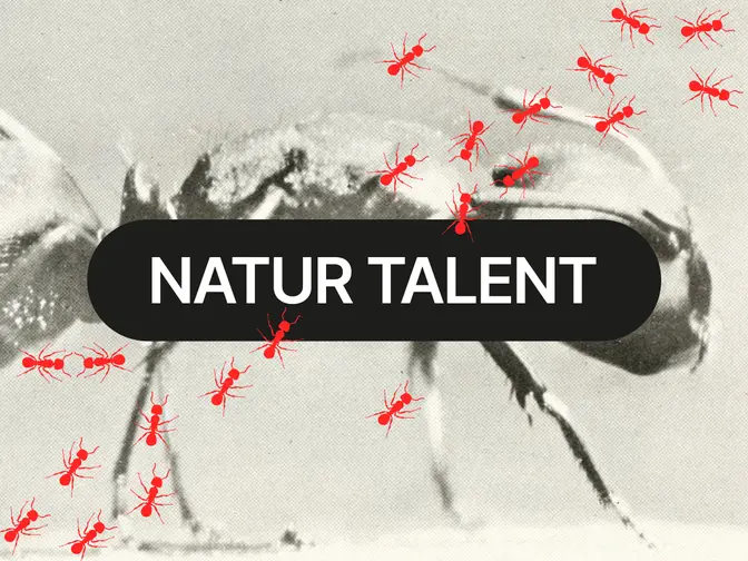 Schwarz-Weiß-Bild einer Ameise, überlagert von roten Ameisen und dem Text „NATUR TALENT“ in einem schwarzen Oval.