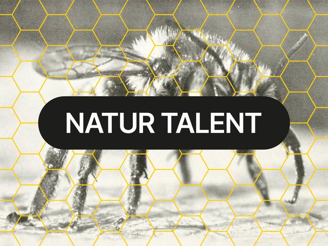 Schwarz-Weiß-Bild einer Biene, überlagert von gelben Sechsecken. Der Text „NATUR TALENT“ erscheint in einem schwarzen Oval.