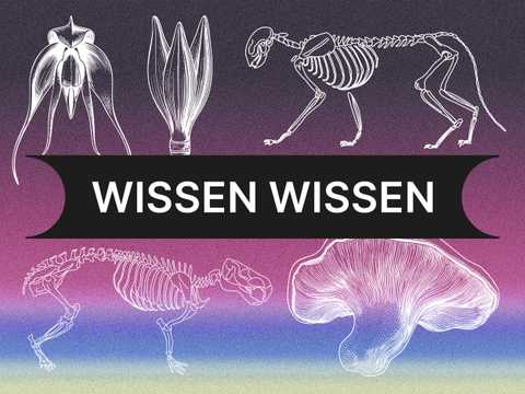 Illustrationen von Tierskeletten, einer Blume und einem Pilz umgeben „WISSEN WISSEN“ auf einem strukturierten Hintergrund.