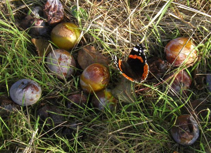 Schmetterling Admiral an Fallobst (Pflaumen)