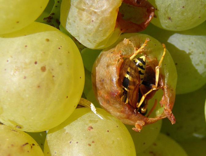 Feldwespe in gärender Frucht