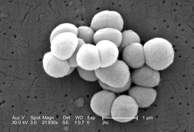 Micrococcus_luteus_9761