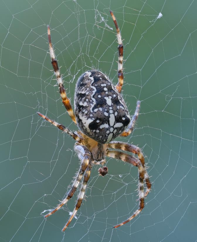 Gartenkreuzspinne