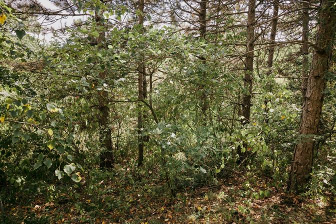 Foto eines Waldes