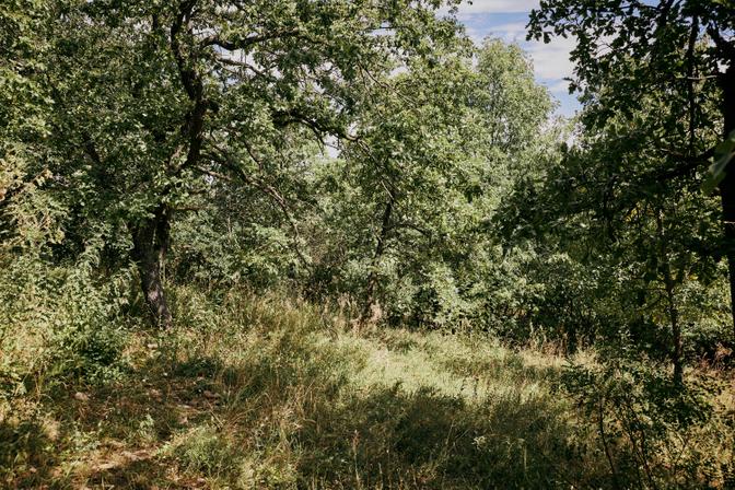 Foto einer Waldlichtung
