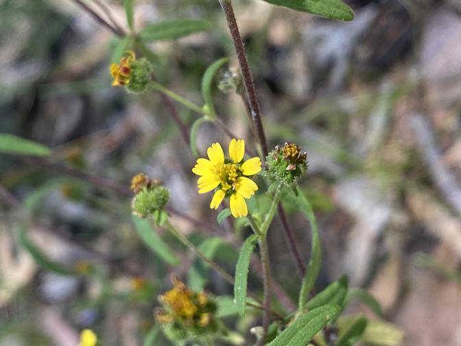 Sigesbeckia orientalis