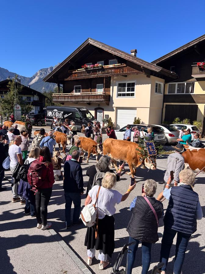 Menschenmenge beobachtet Kühe bei einer Viehparade vor traditionellen Alpenhäusern, mit blauem Himmel und Bergen im Hintergrund.