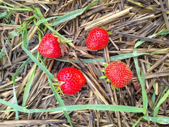 Vier Erdbeeren liegen auf dem Stroh im Feld.
