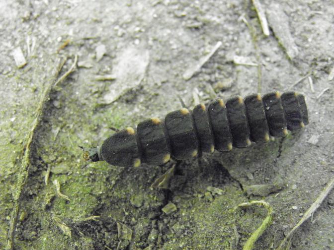 Lampyris noctiluca Weibchen auf Waldweg