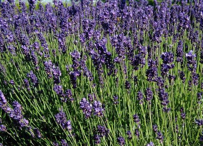Echter Lavendel