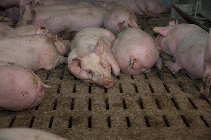 Schweine auf Vollspaltenboden