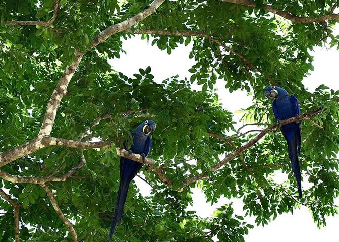 Blaue Papageien in einem Baum