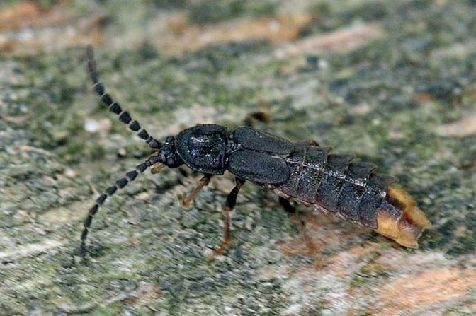 Phosphaenus_hemipterus